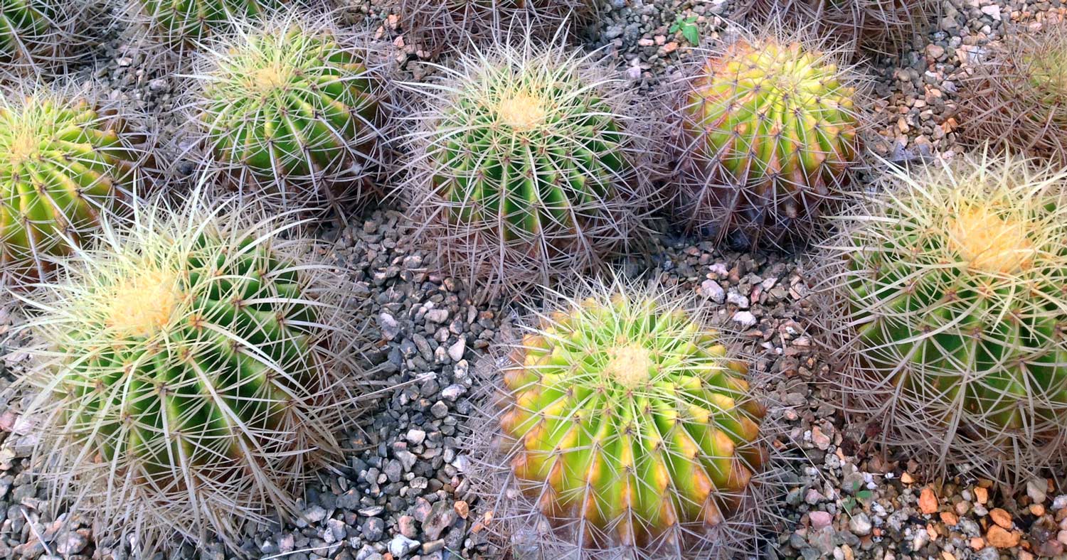 quinta Jabali cactus