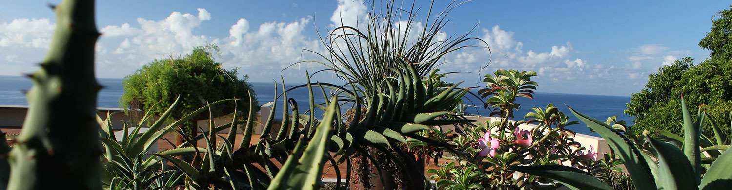 garden vieques tropics