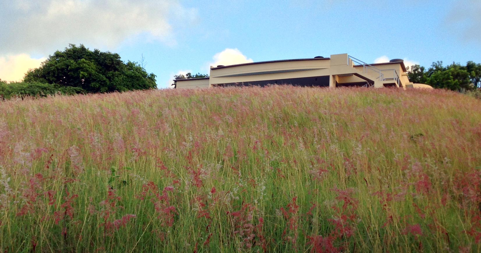 Grass fields of Quinta Jabali, Vieques villa rental