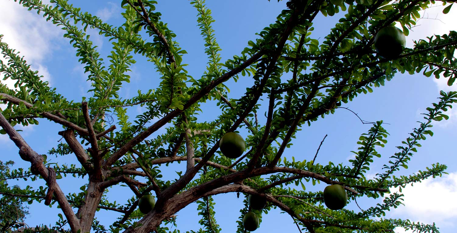 higuero tree vieques