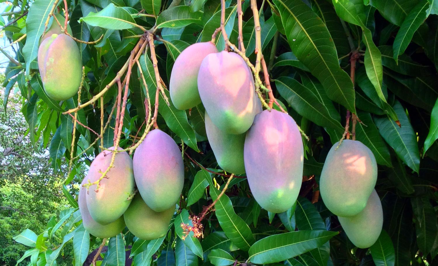 Vieques Mangoes